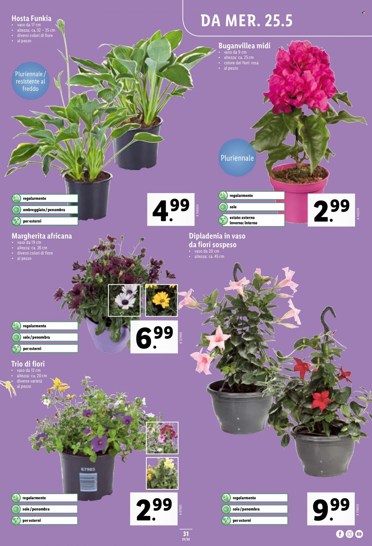 Catalogue Lidl - 25.5.2022 - 1.6.2022. Page 31.