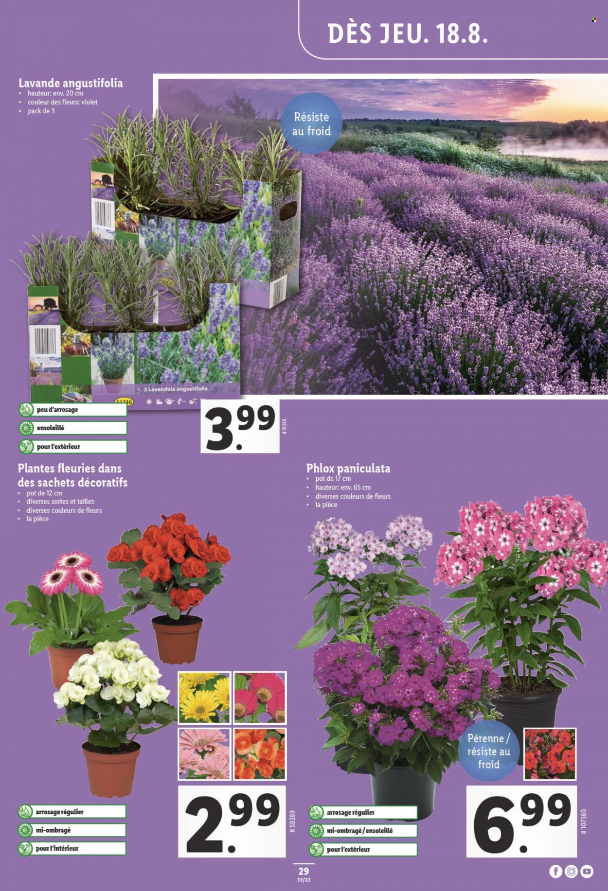 Catalogue Lidl - 18.8.2022 - 24.8.2022. Page 29.