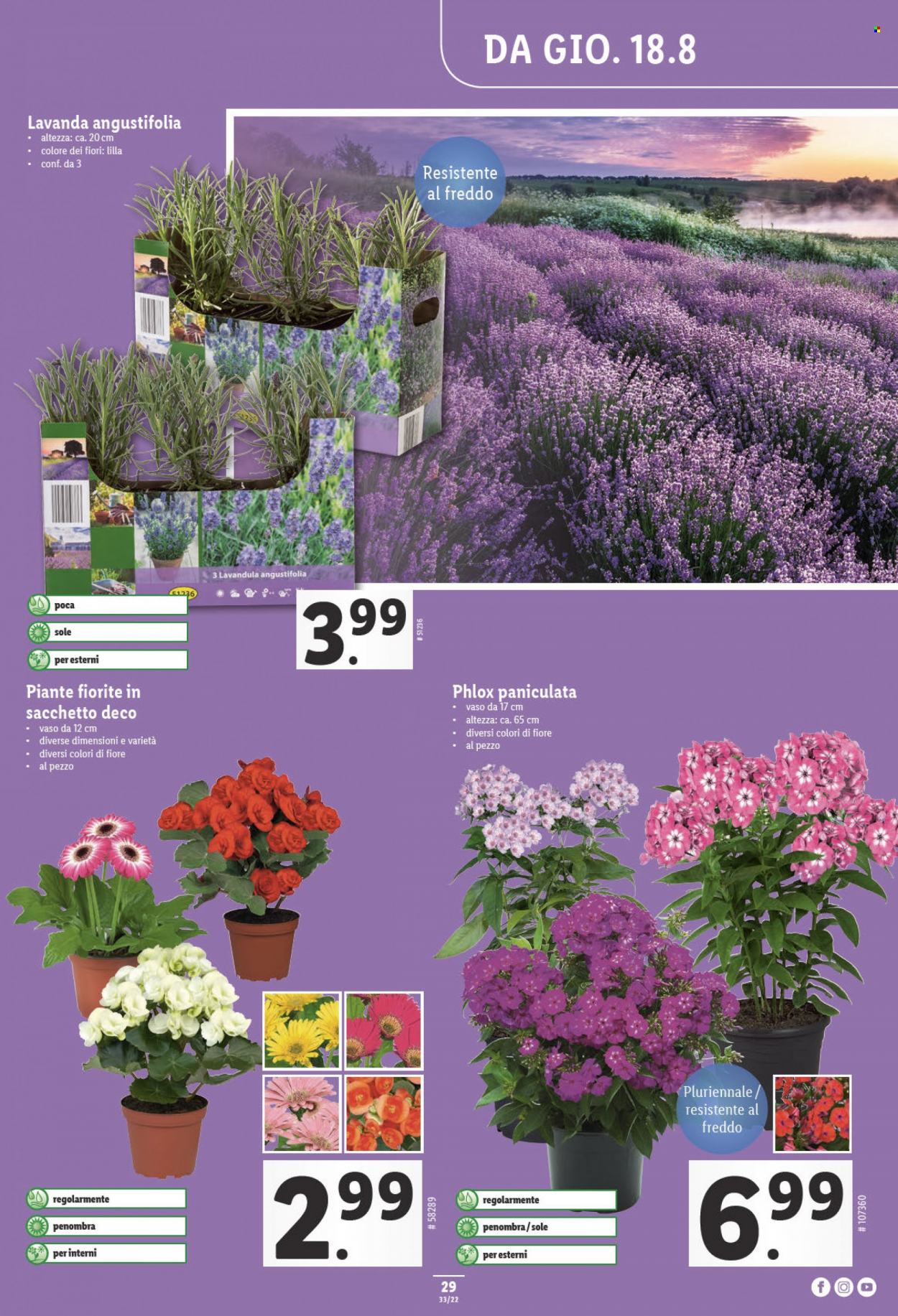 Catalogue Lidl - 18.8.2022 - 24.8.2022. Page 29.