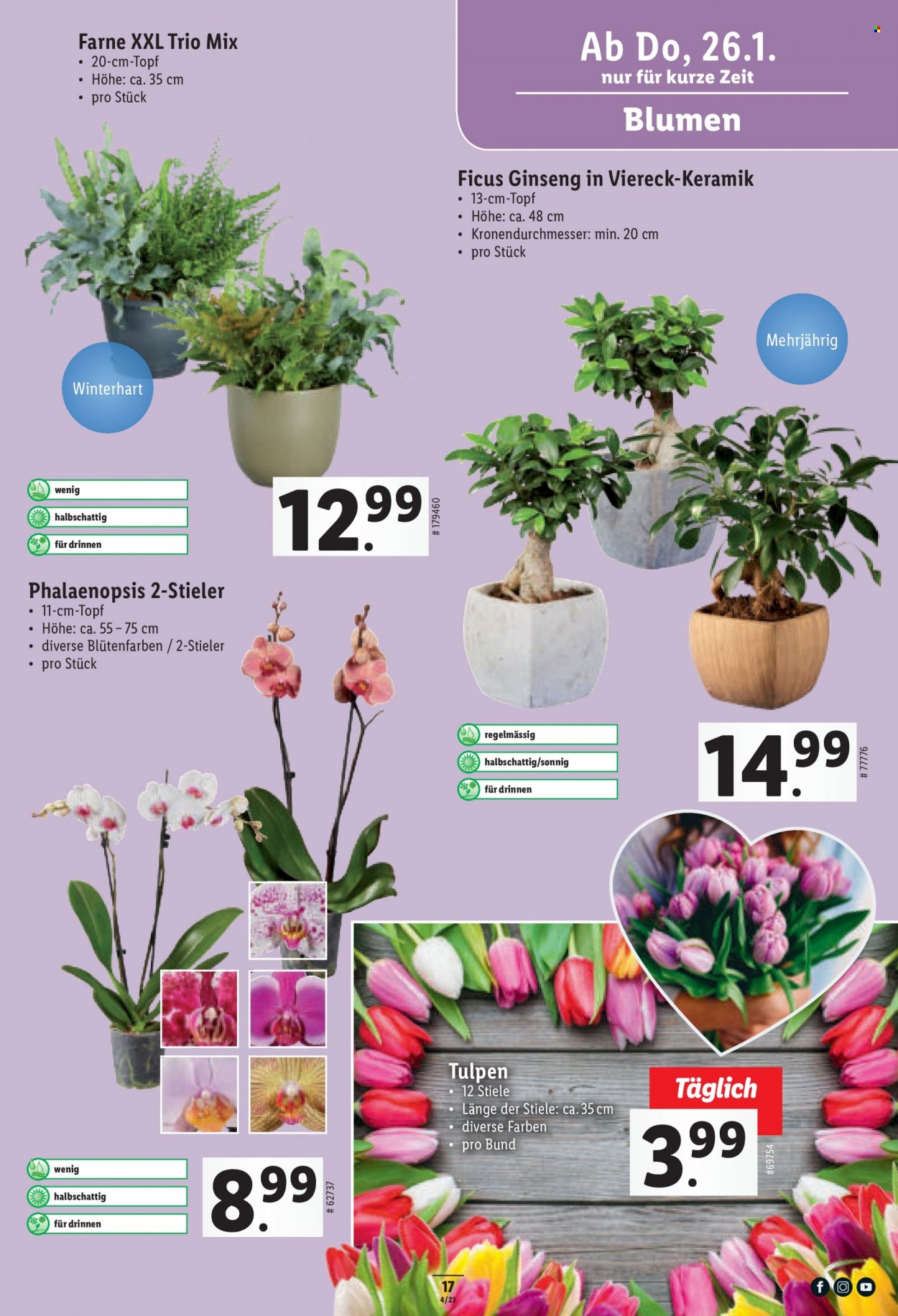 Catalogue Lidl - 26.1.2023 - 1.2.2023. Page 17.