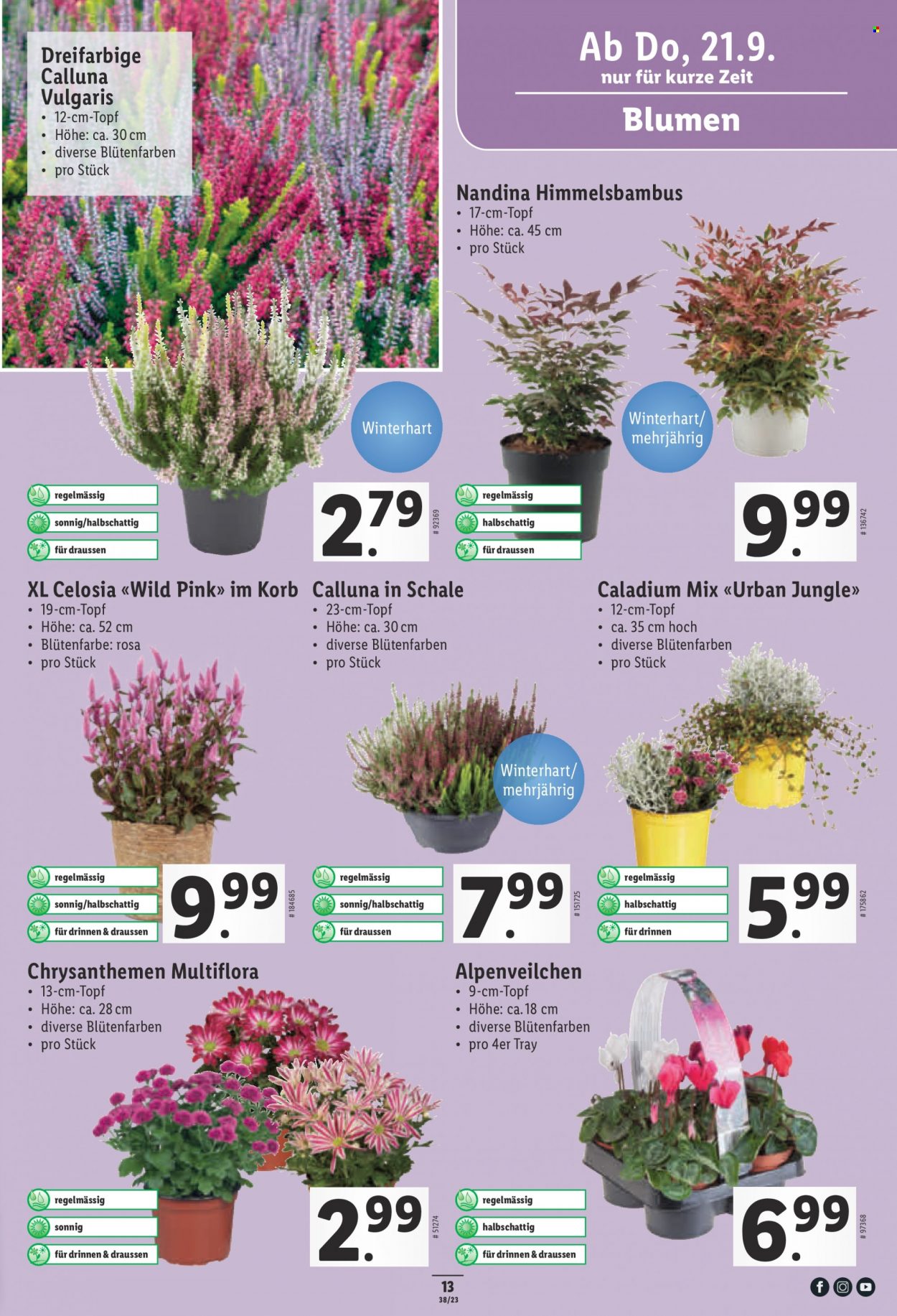 Catalogue Lidl - 21.9.2023 - 27.9.2023. Page 13.