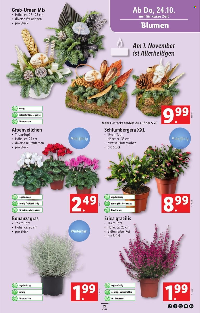 Catalogue Lidl - 24.10.2024 - 30.10.2024. Page 23.