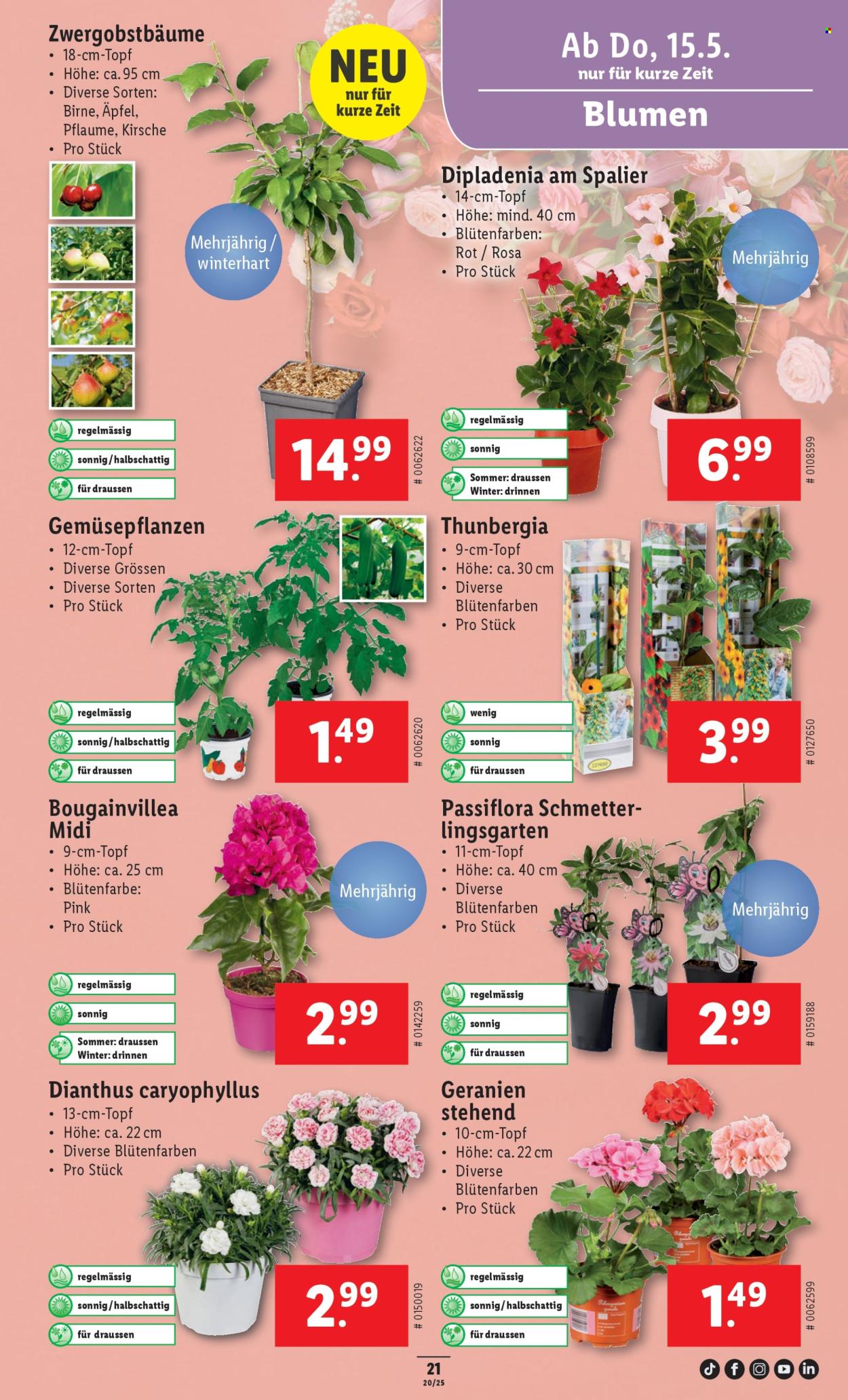 Catalogue Lidl - 15.5.2025 - 21.5.2025. Page 25.