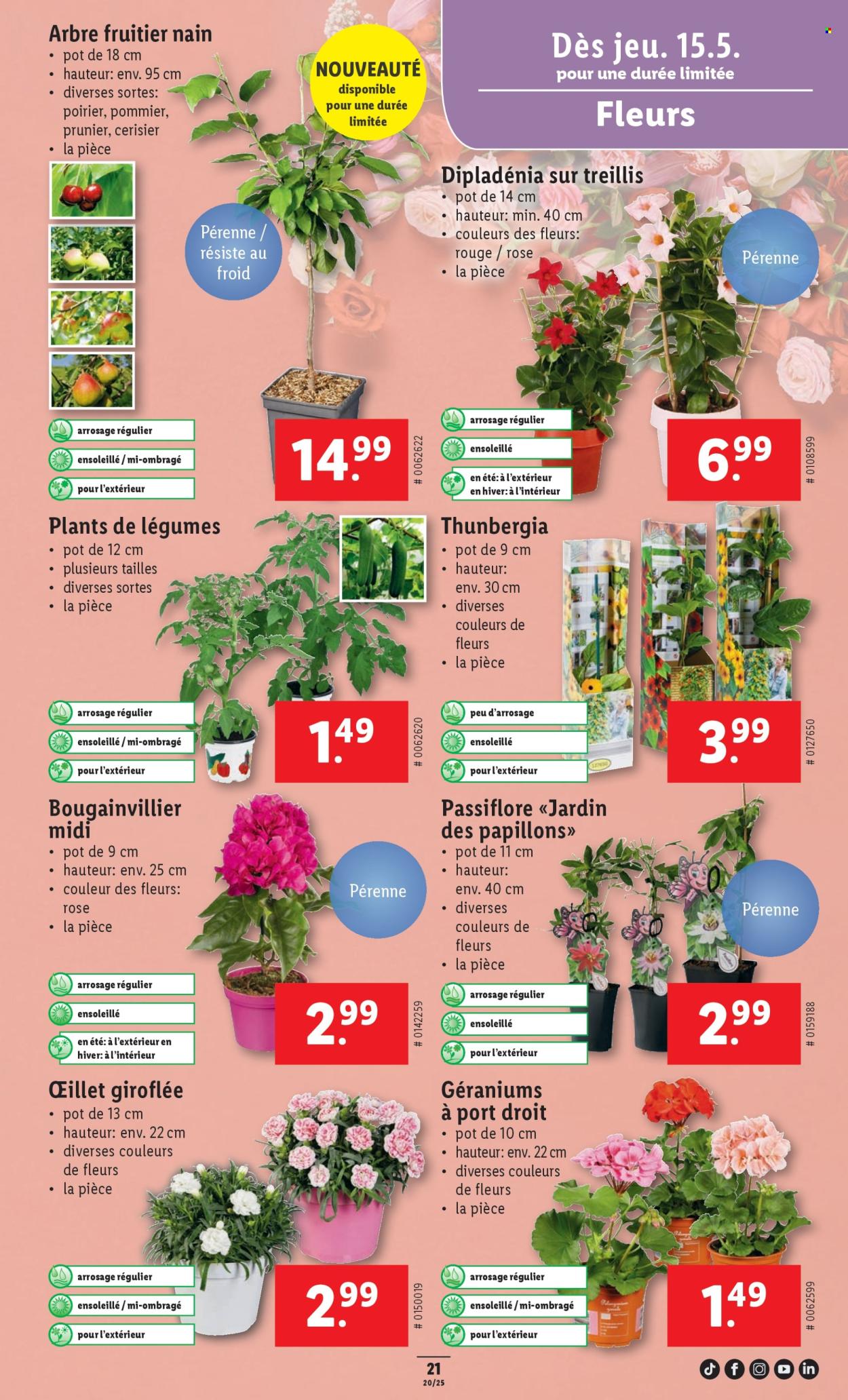 Catalogue Lidl - 15.5.2025 - 21.5.2025. Page 25.
