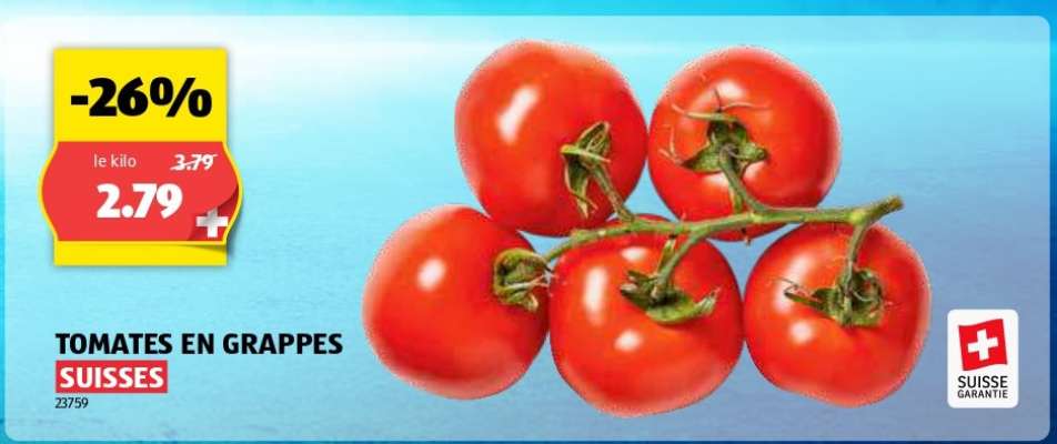 TOMATES EN GRAPPES