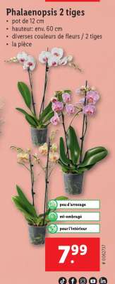 Phalaenopsis 2 tiges