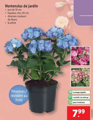 Hortensias de jardin