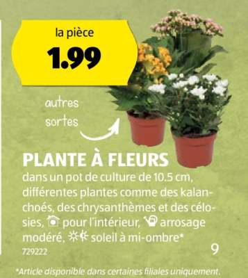 PLANTE À FLEURS