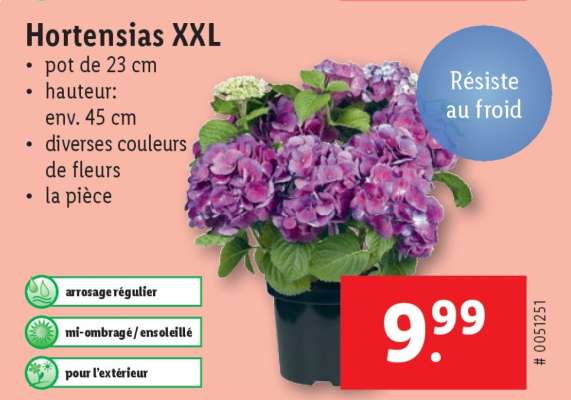 Hortensias XXL