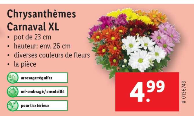 Chrysanthèmes Carnaval XL