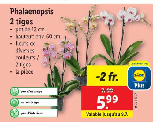 Phalaenopsis 2 tiges