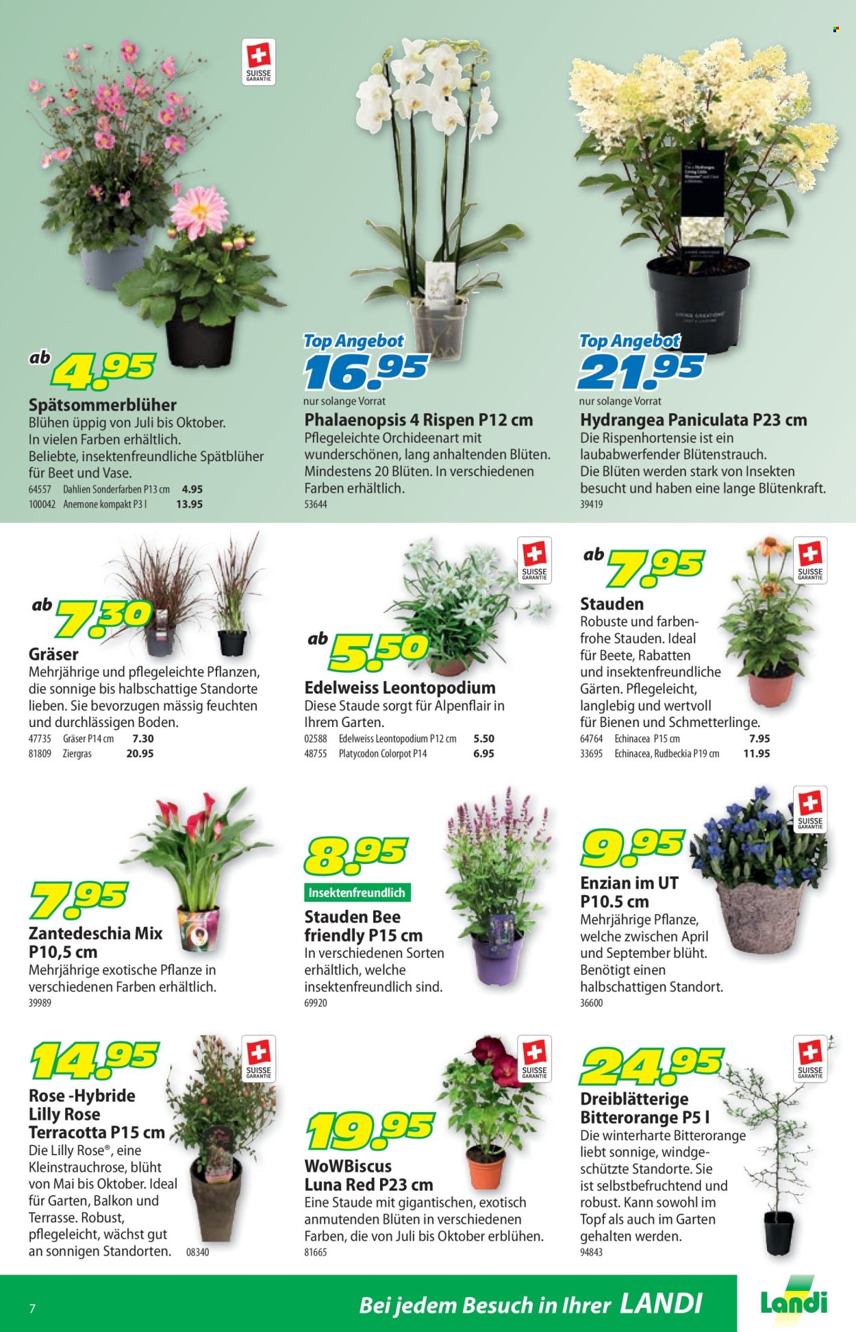 Catalogue Landi - 21.7.2025 - 3.8.2025. Page 11. Page 11