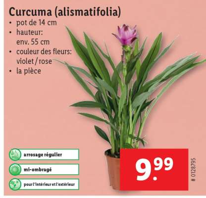 Curcuma alismatifolia