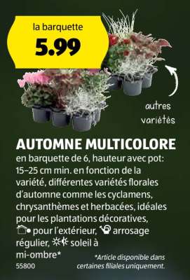 AUTOMNE MULTICOLORE