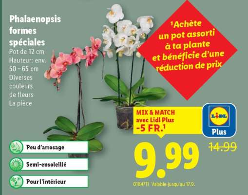 Phalaenopsis formes spéciales