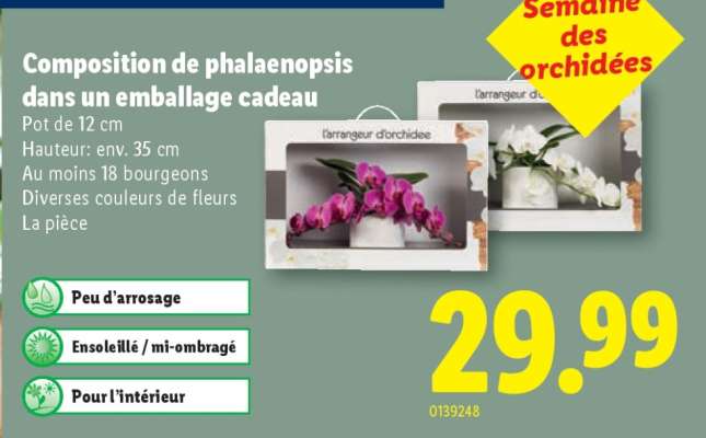 Composition de phalaenopsis dans un emballage cadeau