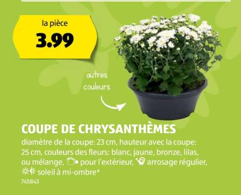 COUPE DE CHRYSANTHÈMES
