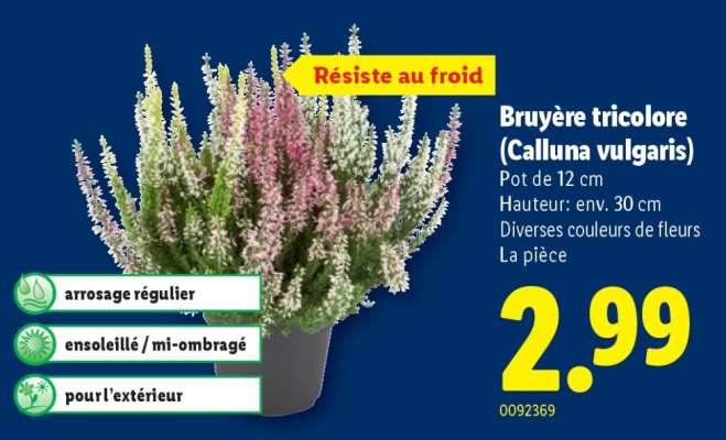 Bruyère tricolore (Calluna vulgaris)