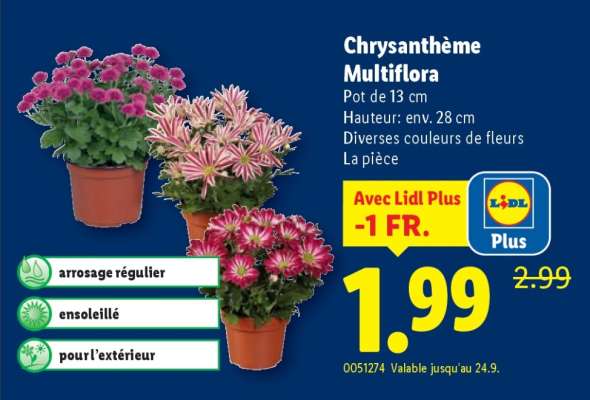 Chrysanthème Multiflora
