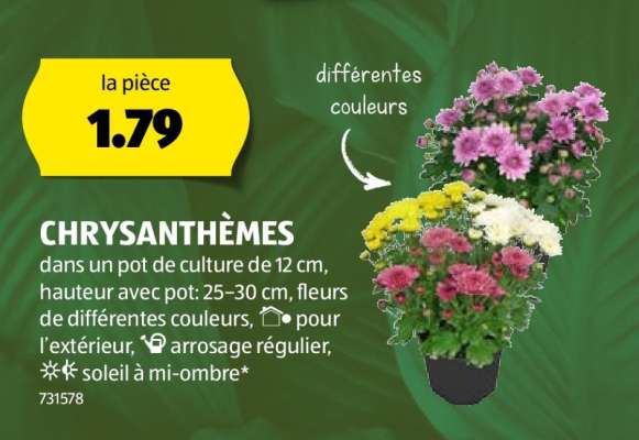 CHRYSANTHÈMES