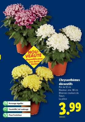 Chrysanthèmes décoratifs