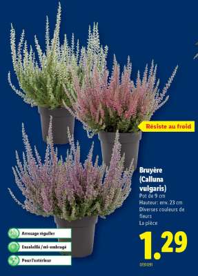 Bruyère (Calluna vulgaris)