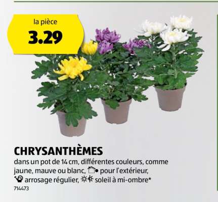 CHRYSANTHÈMES