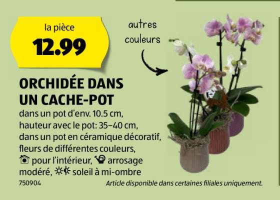 ORCHIDÉE DANS UN CACHE-POT