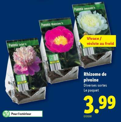 Rhizome de pivoine