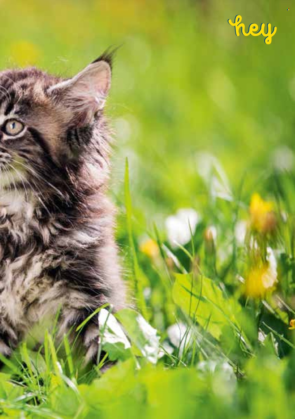 Catalogue Volg. Page 21. Page 21