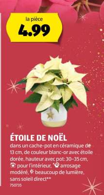 ÉTOILE DE NOËL