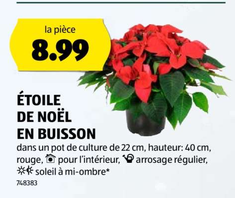 ÉTOILE DE NOËL EN BUISSON