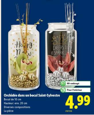 Orchidée dans un bocal Saint-Sylvestre