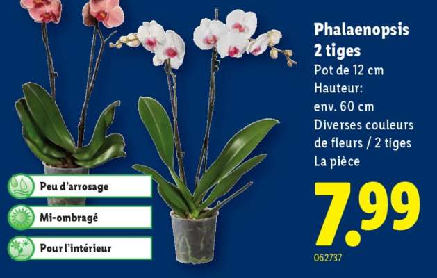 Phalaenopsis 2 tiges