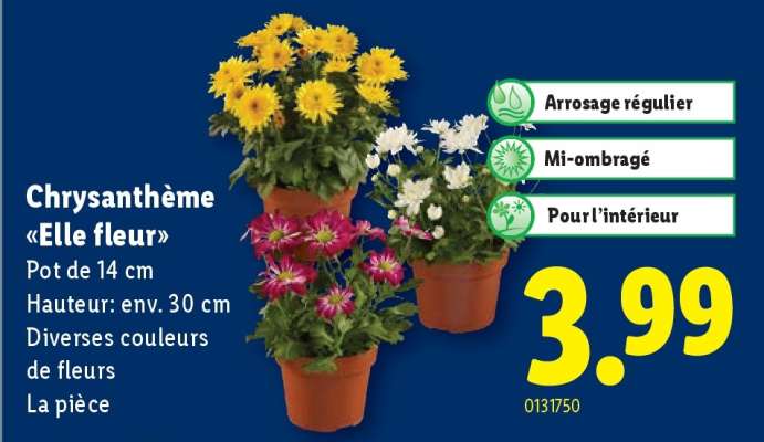 Chrysanthème «Elle fleur»