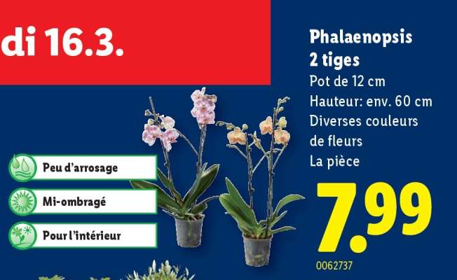 Phalaenopsis 2 tiges