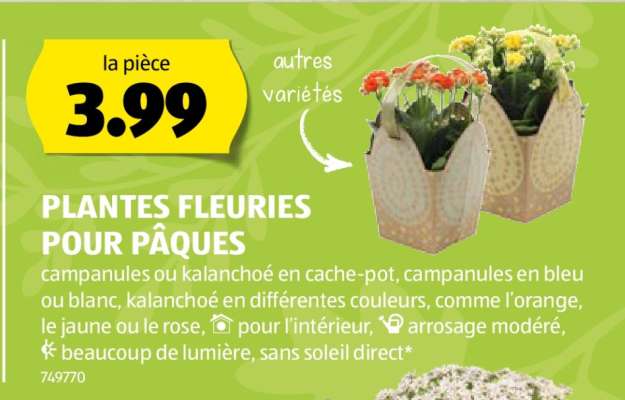 PLANTES FLEURIES POUR PÂQUES