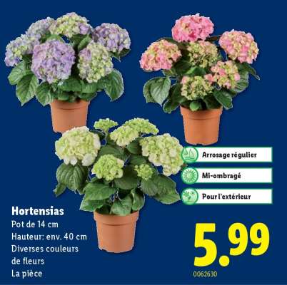 Hortensias