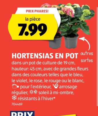 HORTENSIAS EN POT