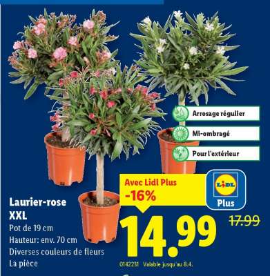 Laurier-rose XXL