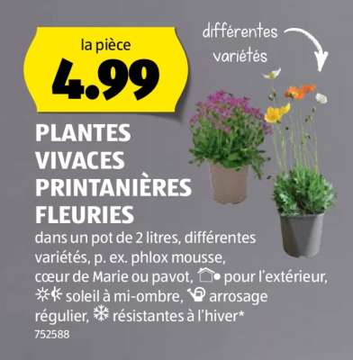 PLANTES VIVACES PRINTANIÈRES FLEURIES