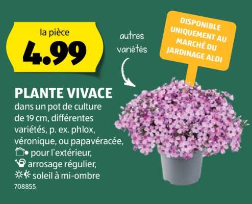 PLANTE VIVACE