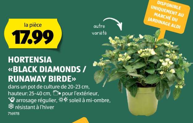HORTENSIA «BLACK DIAMONDS / RUNAWAY BIRDE»
