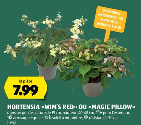 HORTENSIA «WIM’S RED» OU «MAGIC PILLOW»