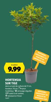 HORTENSIA SUR TIGE