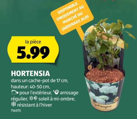 HORTENSIA