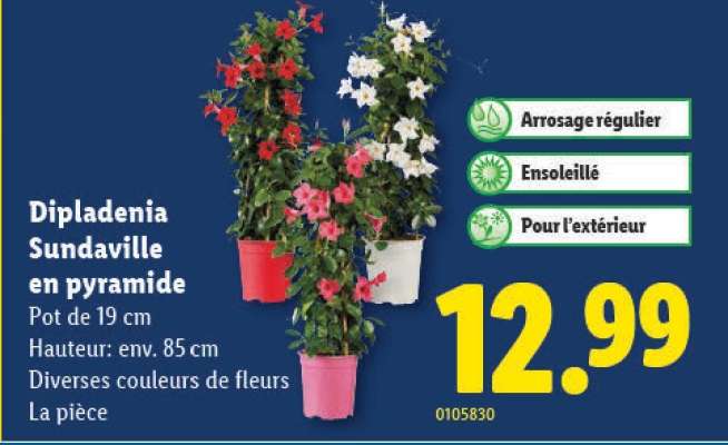 Dipladenia Sundaville en pyramide