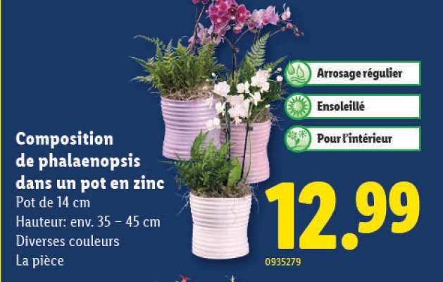Composition de phalaenopsis dans un pot en zinc