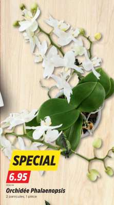 Orchidée Phalaenopsis