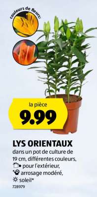 Lys orientaux